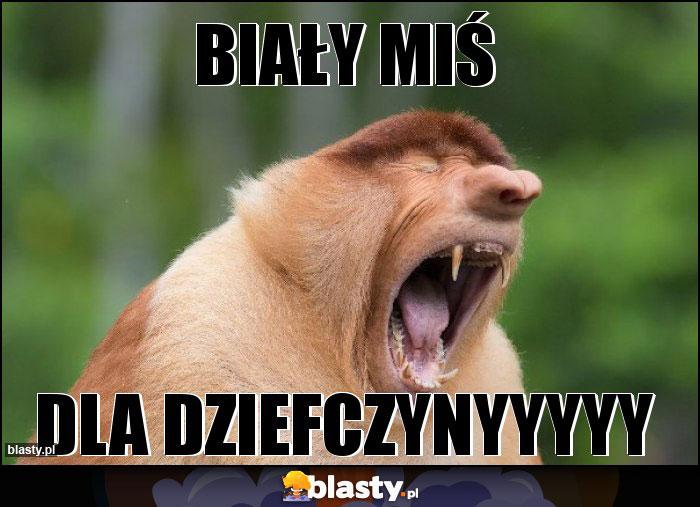 biały miś