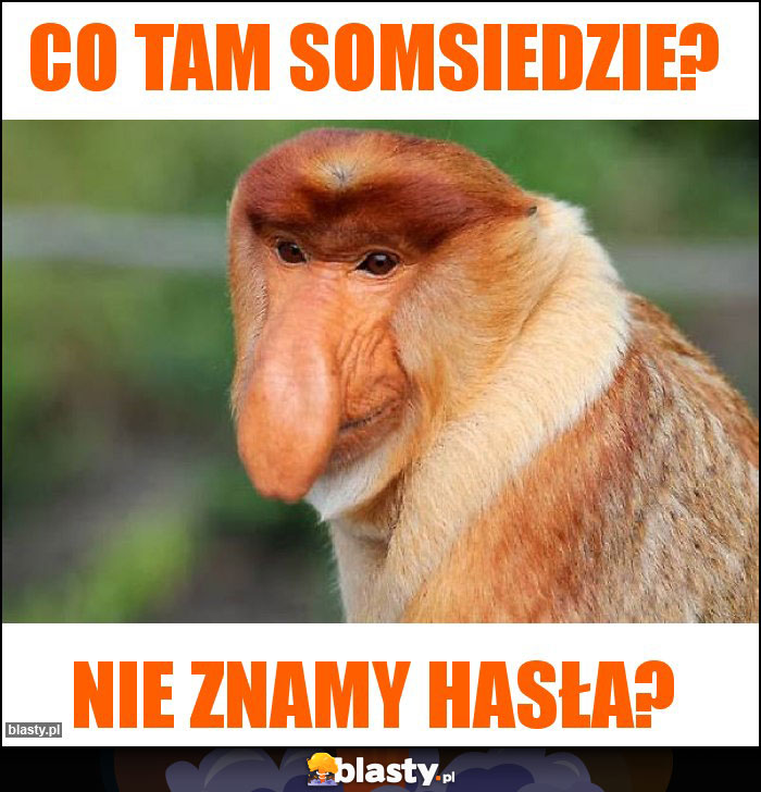 Co tam somsiedzie?