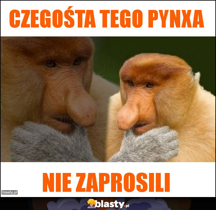 Czegośta tego Pynxa