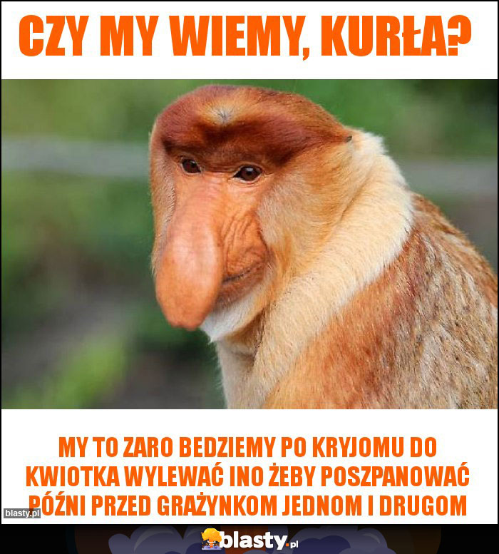 Czy my wiemy, kurła?