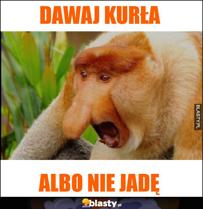 Dawaj kurła