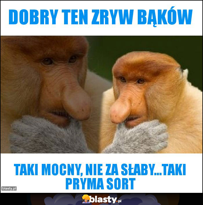 Dobry ten ZRYW BĄKów