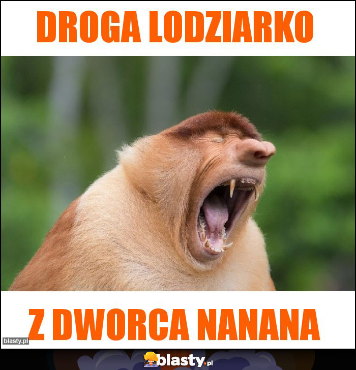 Droga lodziarko