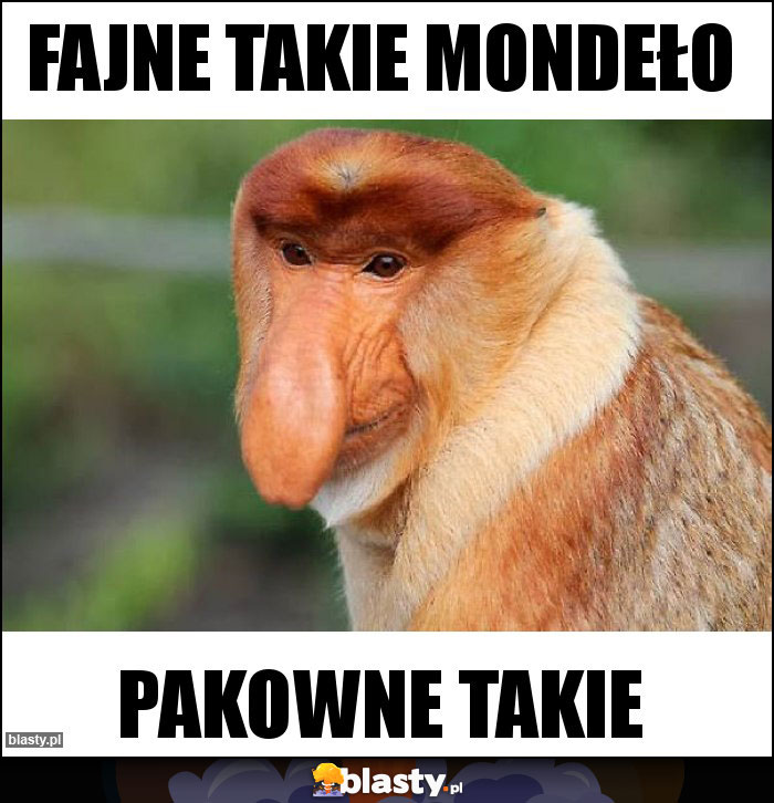 fajne takie Mondeło