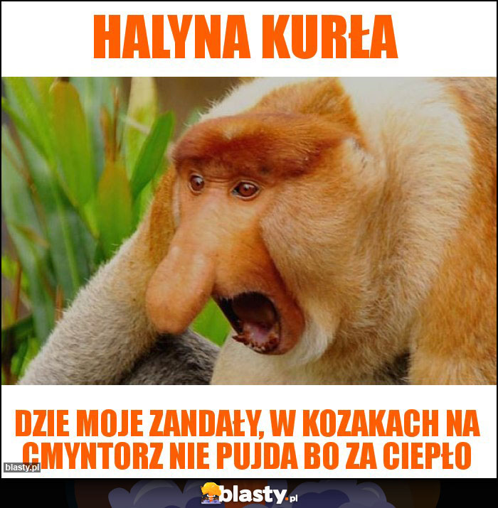 Halyna kurła