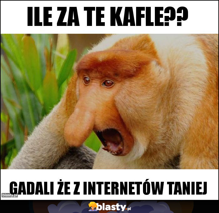 Ile za te kafle??