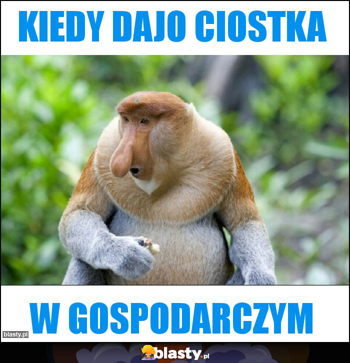 kiedy dajo ciostka