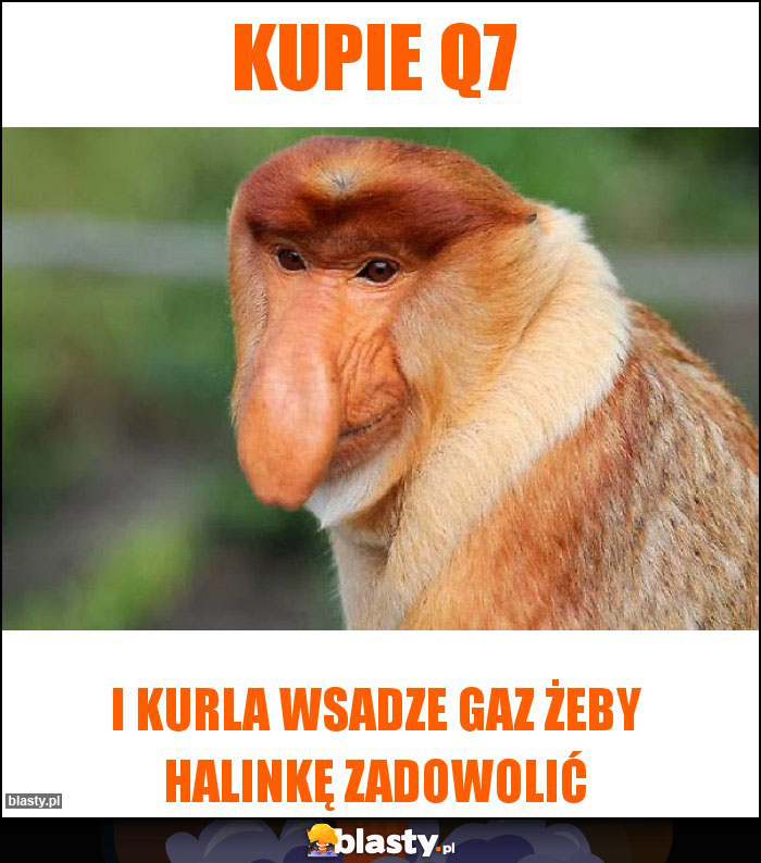 Kupie q7