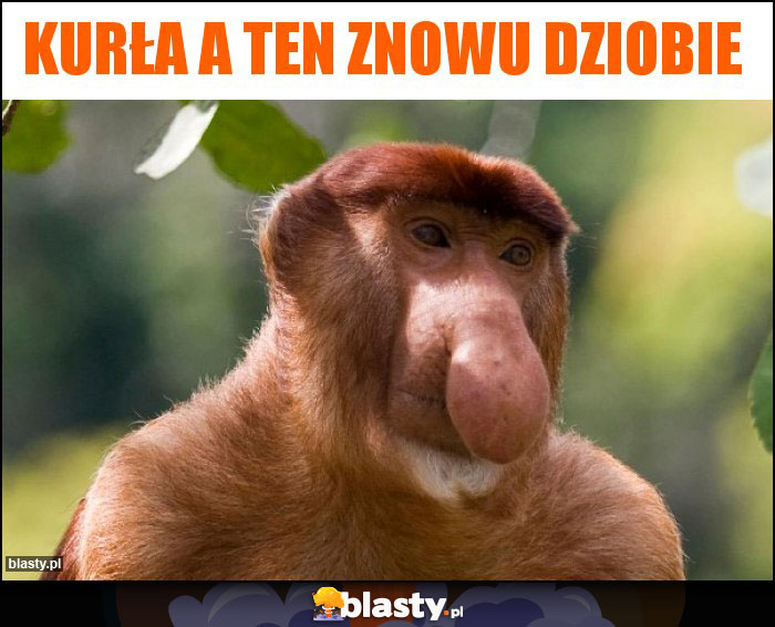 Kurła a ten znowu dziobie