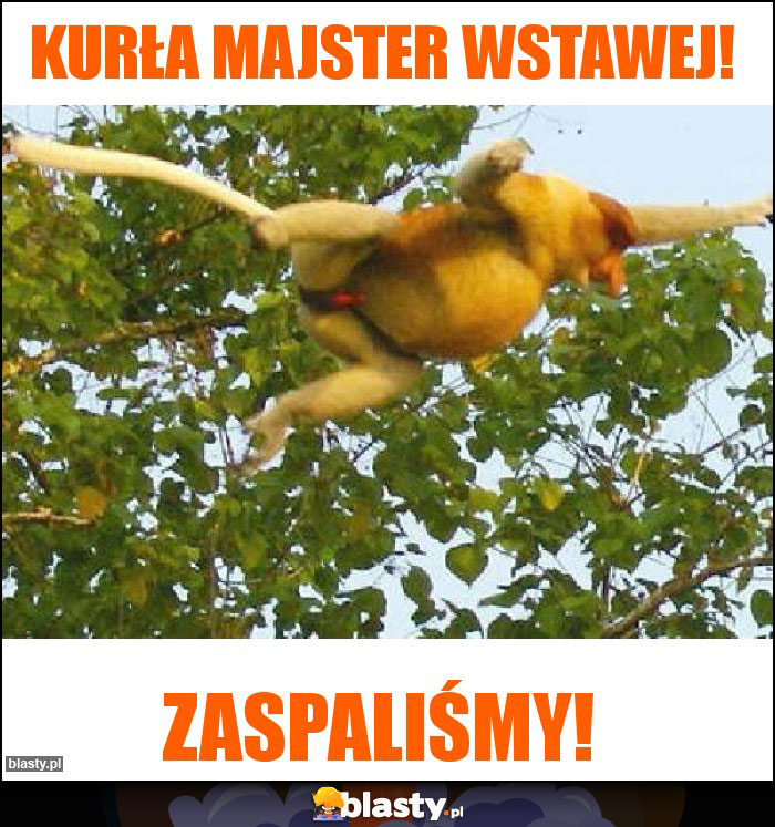 Kurła majster wstawej!