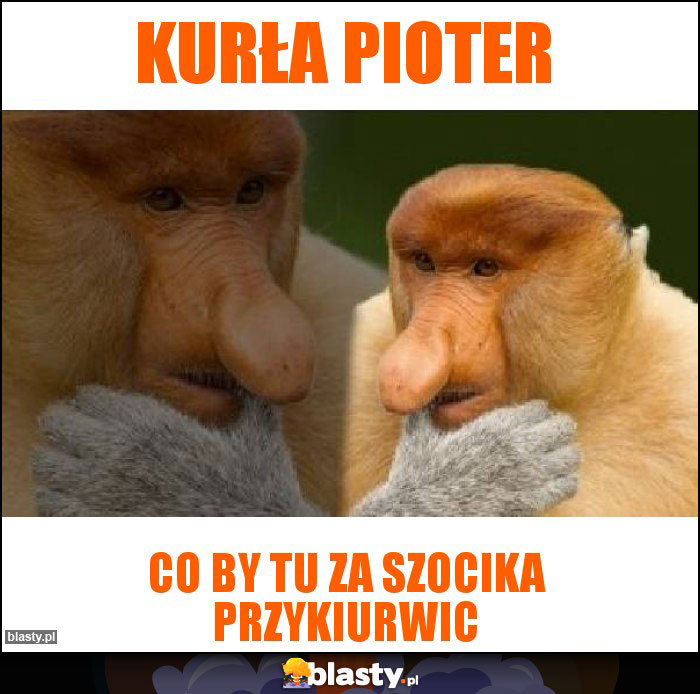 Kurła pioter