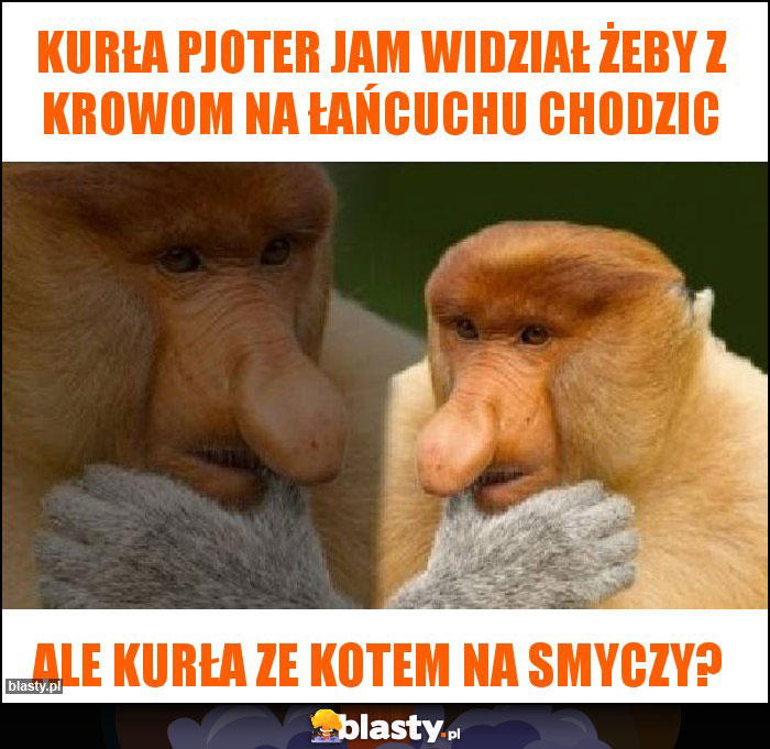 Kurła pjoter jam widział żeby z krowom na łańcuchu chodzic