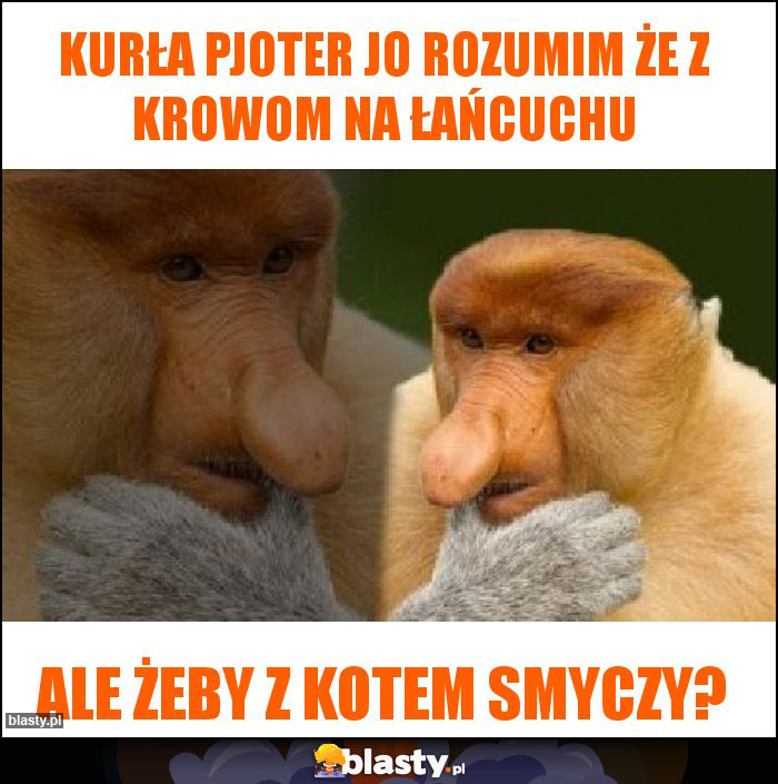 Kurła pjoter jo rozumim że z krowom na łańcuchu