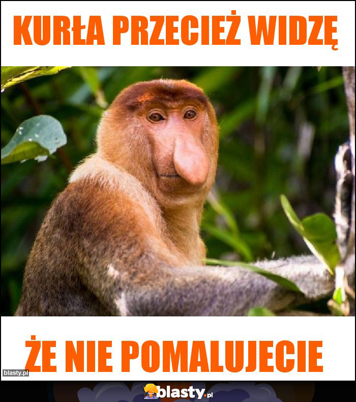 Kurła przecież widzę