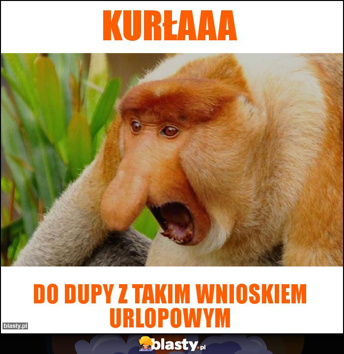 Kurłaaa