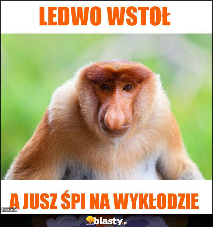 LEDWO WSTOŁ