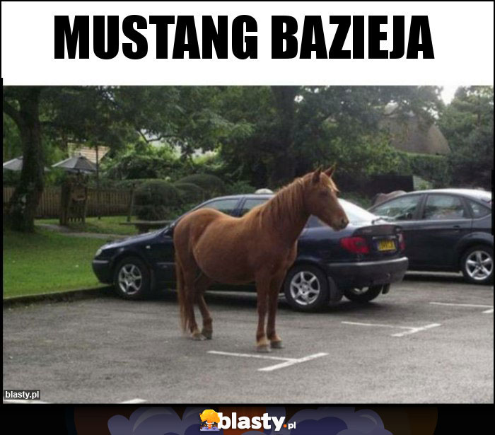 MUSTANG BAZIEJA