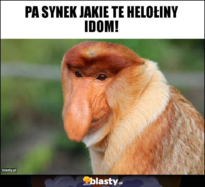 pa synek jakie te helołiny idom!