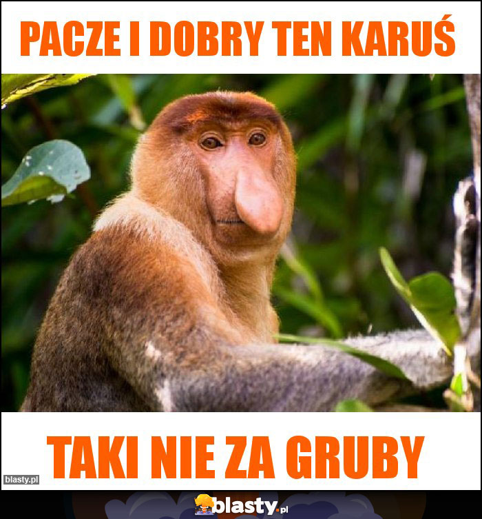 Pacze i dobry Ten Karuś