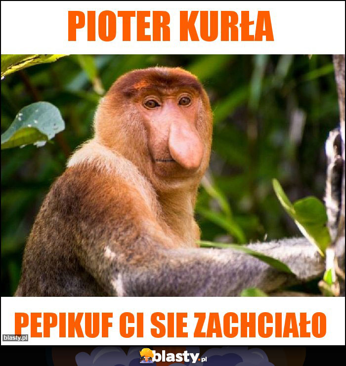 Pioter kurła