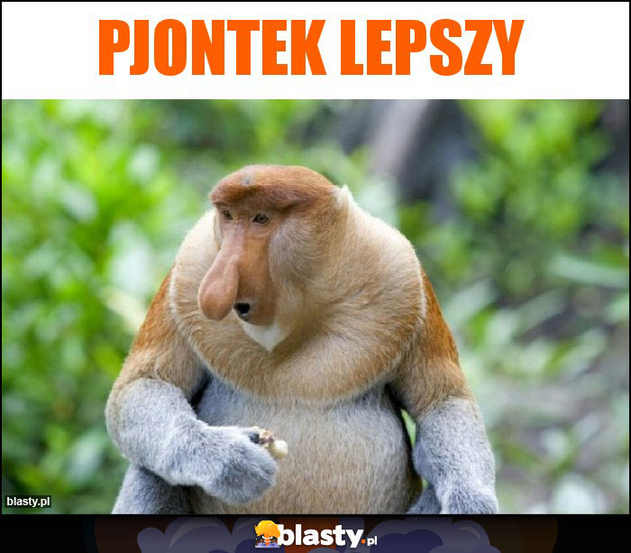 Pjontek lepszy