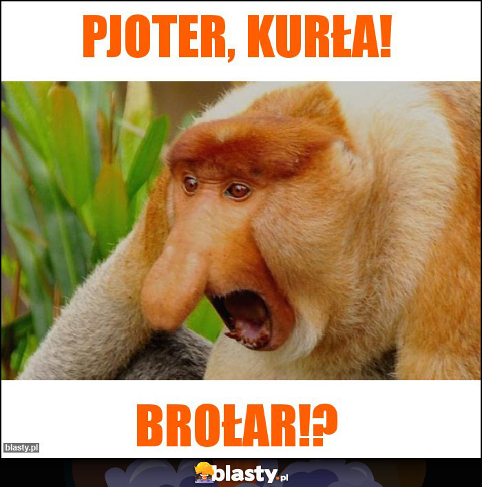 PJOTER, KURŁA!