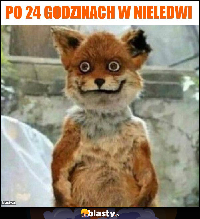 Po 24 godzinach w nieledwi