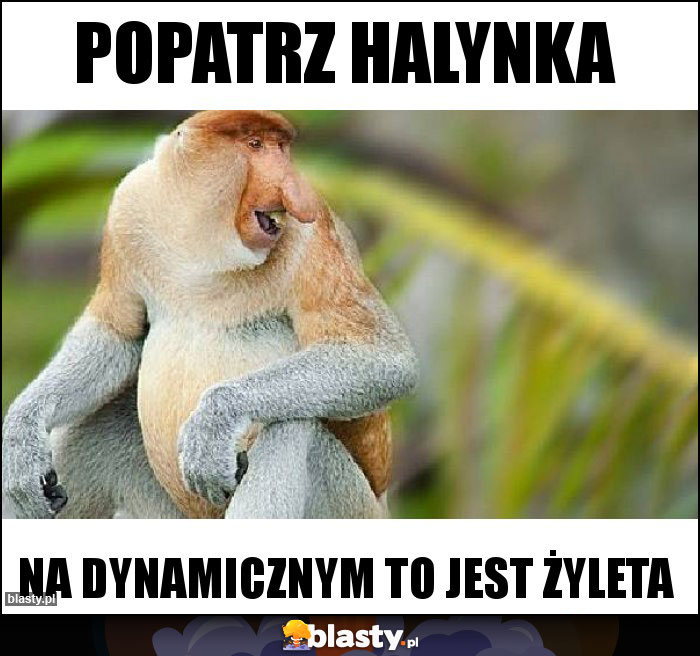 Popatrz Halynka