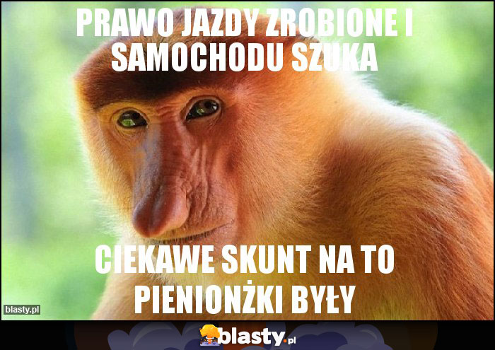 Prawo jazdy zrobione i samochodu szuka