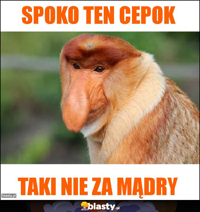 Spoko ten cepok