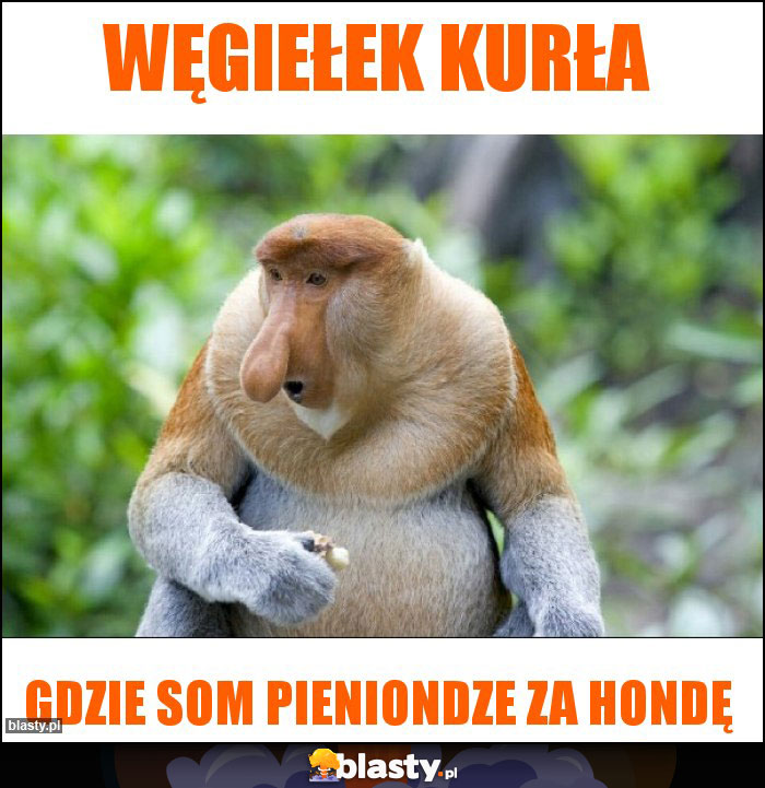 Węgiełek kurła