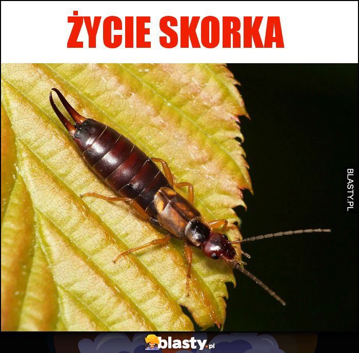 życie skorka