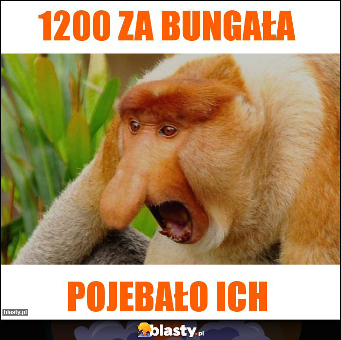 1200 za bungała