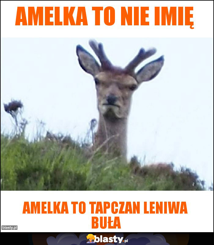 Amelka to nie imię