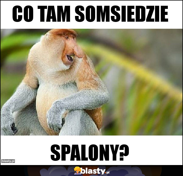 Co tam somsiedzie