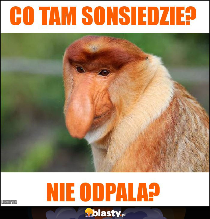 Co tam sonsiedzie?