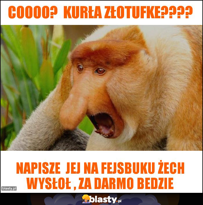 Coooo?  Kurła Złotufke????