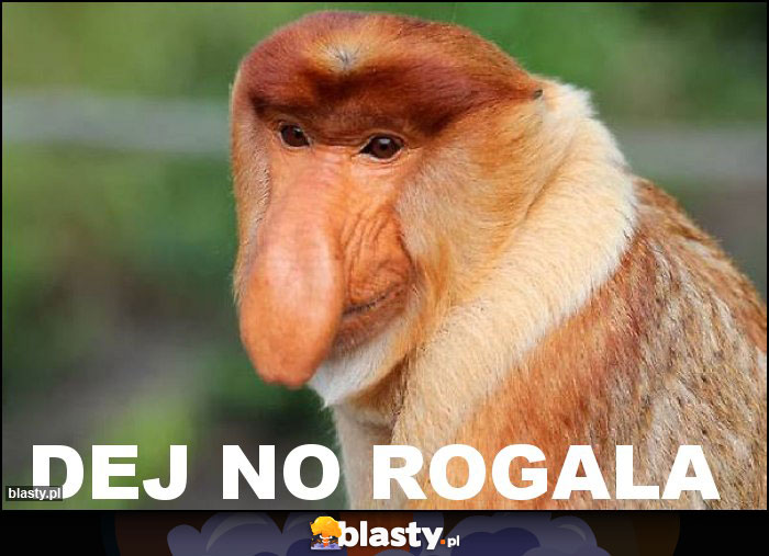 dej no rogala