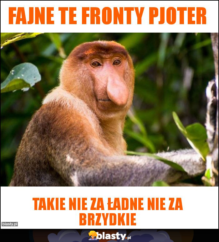 FAJNE TE FRONTY pjoter