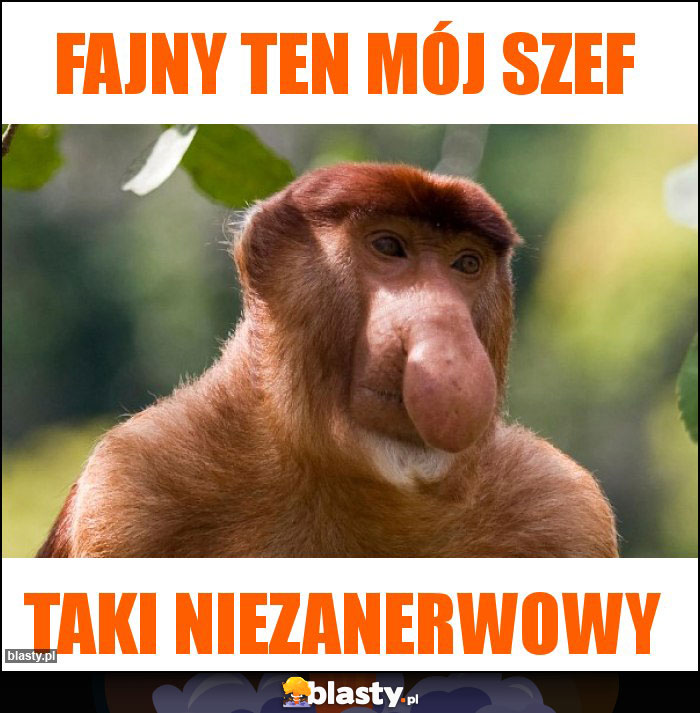 Fajny ten mój szef