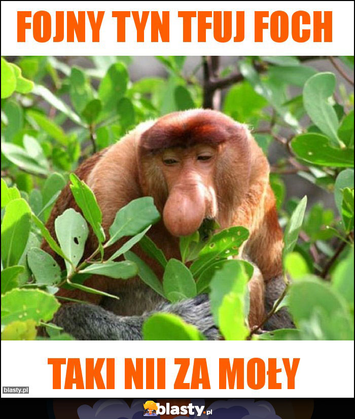 Fojny tyn tfuj foch