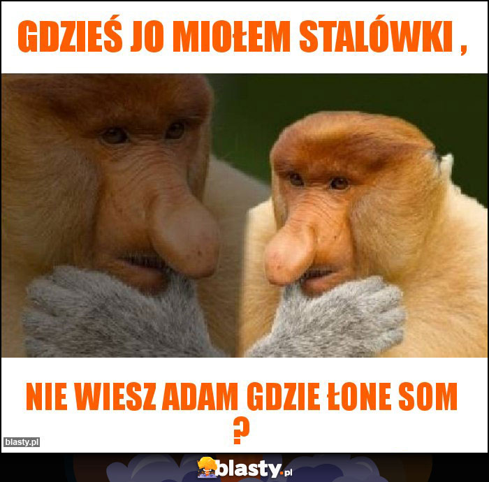 Gdzieś jo miołem stalówki ,