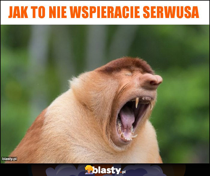 Jak to nie wspieracie Serwusa