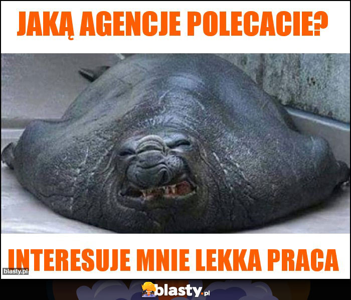 JAKĄ AGENCJE POLECACIE?