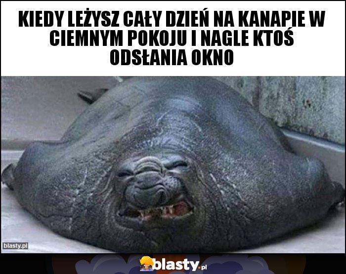 Kiedy leżysz cały dzień na kanapie w ciemnym pokoju i nagle ktoś odsłania okno