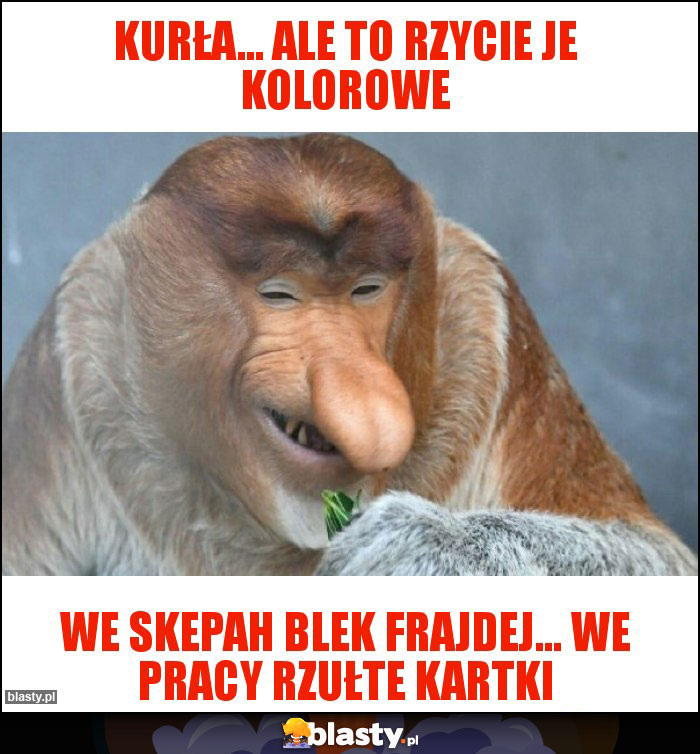 Kurła... Ale to rzycie je kolorowe