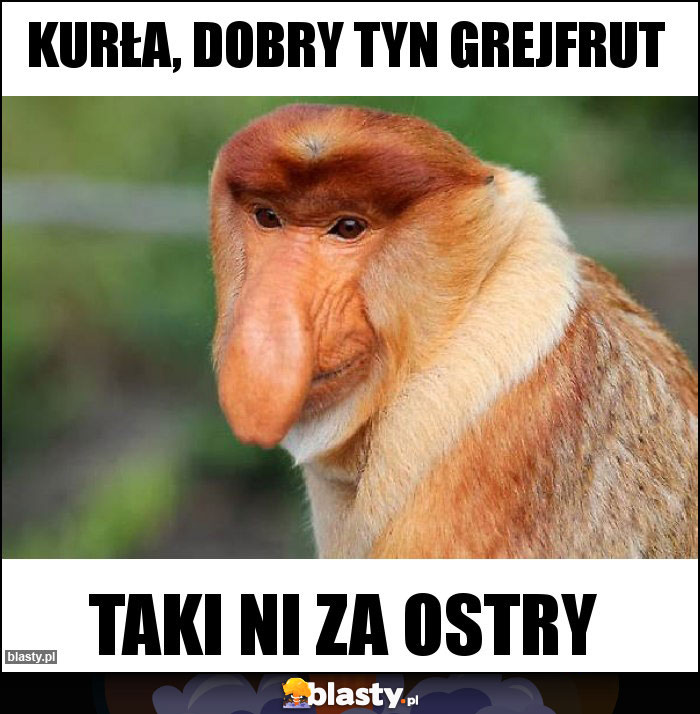 KURŁA, DOBRY TYN GREJFRUT