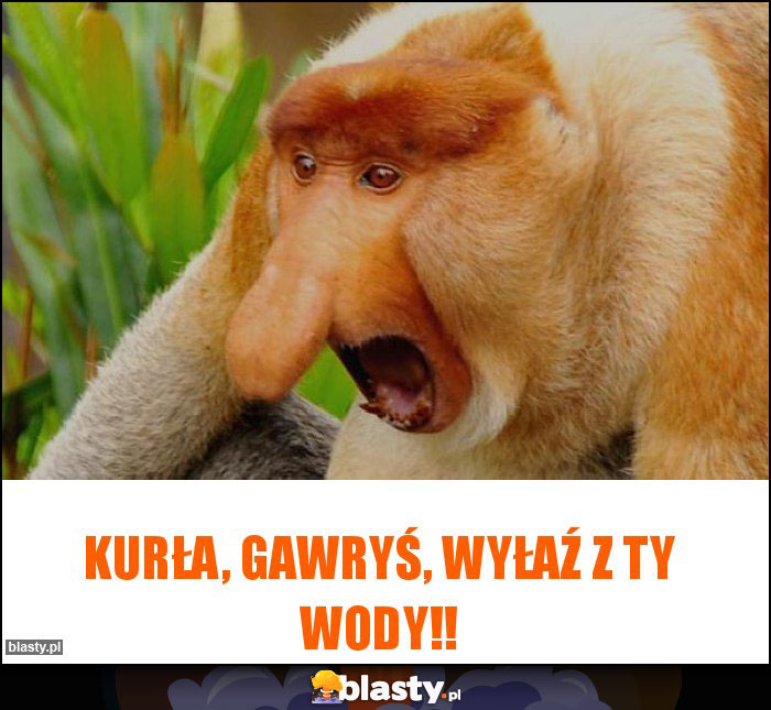 Kurła, Gawryś, wyłaź z ty wody!!