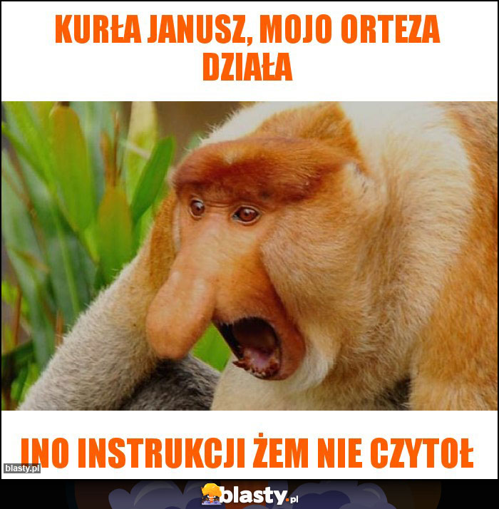 Kurła Janusz, mojo orteza działa