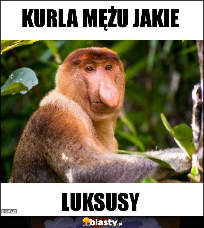 Kurla mężu jakie